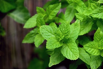 mint-gf91bbc81b_640.jpg mint-gf91bbc81b_640.jpg